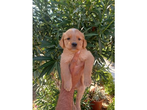 Babyface Golden Retriever Yavrular