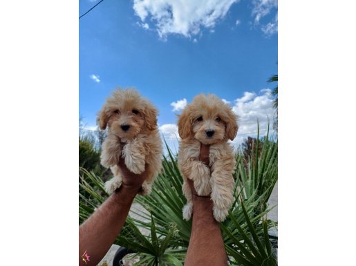 Maltipoo bebeklerim çok tatlı