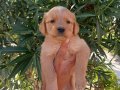 Babyface Golden Retriever Yavrular