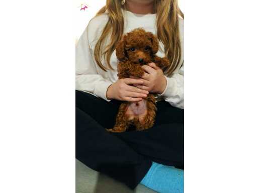 Red dark Brown Kore toy Poodle bebek 