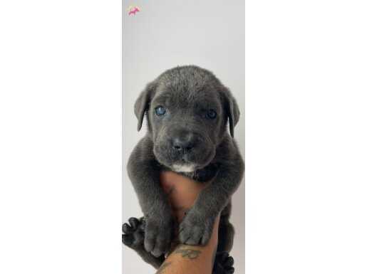 DEV BLUE CANE CORSO BEBEKLERİM 