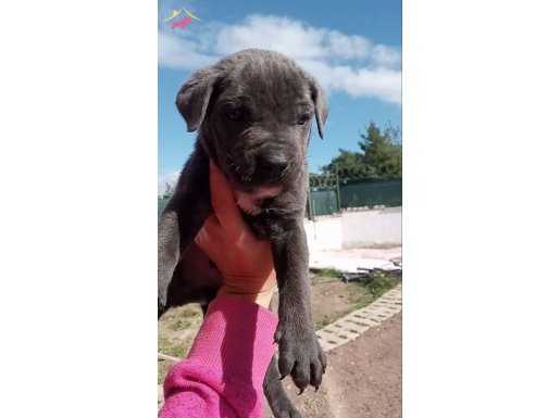 BLUE CANE CORSO BEBEKLERİM