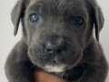 DEV BLUE CANE CORSO BEBEKLERİM 