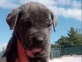 BLUE CANE CORSO BEBEKLERİM