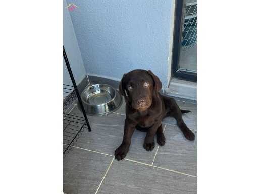 Chocolate Rengi Labrador Retirever Yavruları