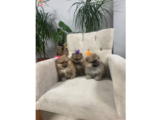 3 Aylık Yavru Pomeranian Boo