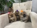 3 Aylık Yavru Pomeranian Boo