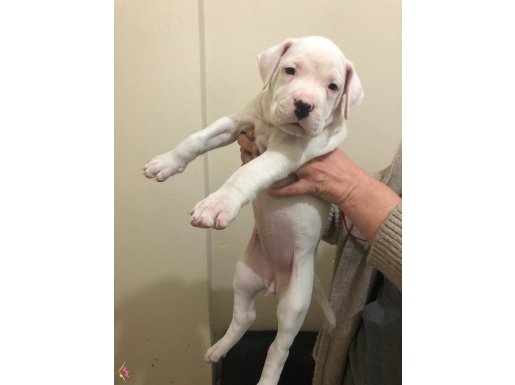 Dogo Argentino dişi yavrularımız