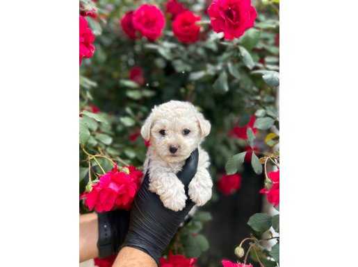 TÜY DÖKMEYEN TOY POODLE BEBEKLER