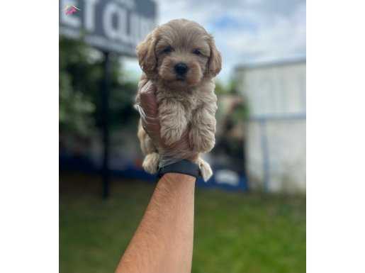 POFUDUK TÜYLÜ MALTİPOO BEBEKLER