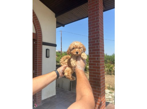 APRİCOT GÜZELLİĞİ TOY POODLE BEBEK