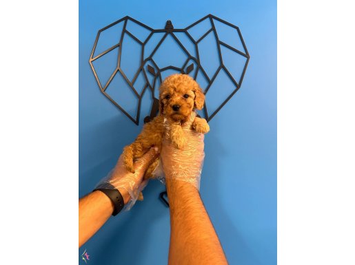 IRK GARANTİLİ TOY POODLE BEBEKLER