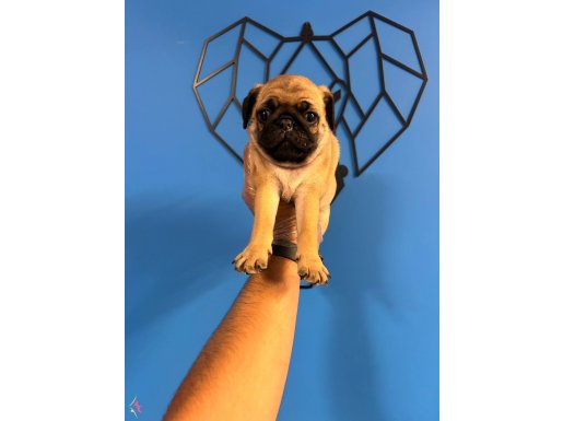 ORİJİNAL PUG MOPS BEBEKLER