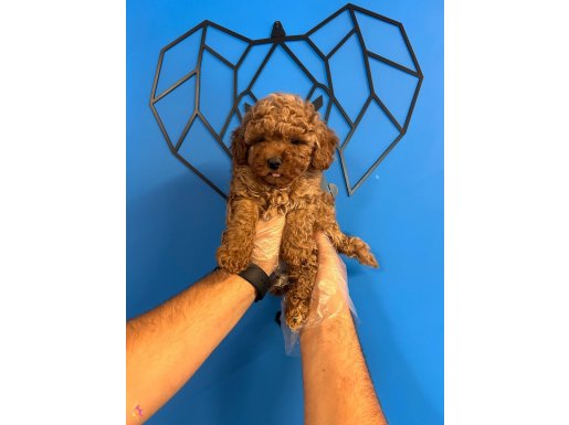 YUMUŞACIK TÜYLÜ TOY POODLE BEBEKLER