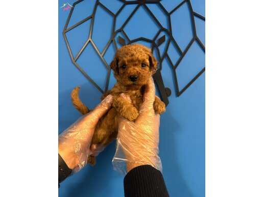 MİNİK SEVİMLİLİK BOMBASI OYUNCU TOY POODLE BEBEKLER