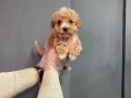 IRK GARANTİLİ TOY POODLE BEBEKLERİ