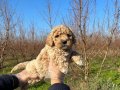 DİKKAT ÇEKİCİ TOY POODLE YAVRULARIMIZ