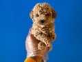 ORİJİNAL TEACUP POODLE BEBEKLER