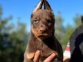 KIZIL ÜST KALİTE DOBERMAN YAVRULARIMIZ 