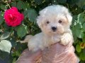 TEACUP KORE MALTESE BEBEKLER