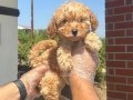 APRİCOT GÜZELLİĞİ TOY POODLE BEBEK