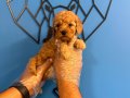 IRK GARANTİLİ TOY POODLE BEBEKLER