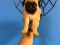 ORİJİNAL PUG MOPS BEBEKLER