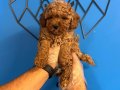 YUMUŞACIK TÜYLÜ TOY POODLE BEBEKLER