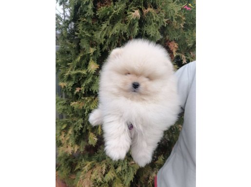 Pomeranian Boo Teddy Bear Yavrular Her Yere Gönderilir