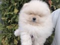 Pomeranian Boo Teddy Bear Yavrular Her Yere Gönderilir