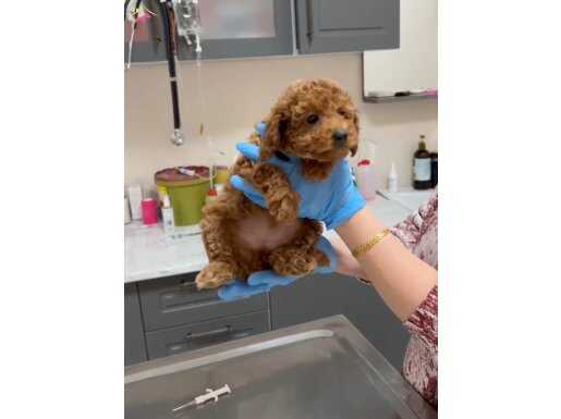 Orjinal Toy Poodle yavru disi 3 aylik