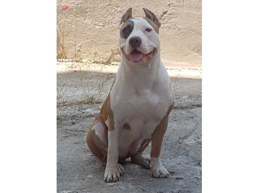 ABKC SCR li American Bully XL