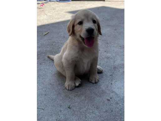 Baby face golden retriever yavrular