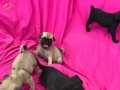 PUG MOPS BEBEKLERİMİZ