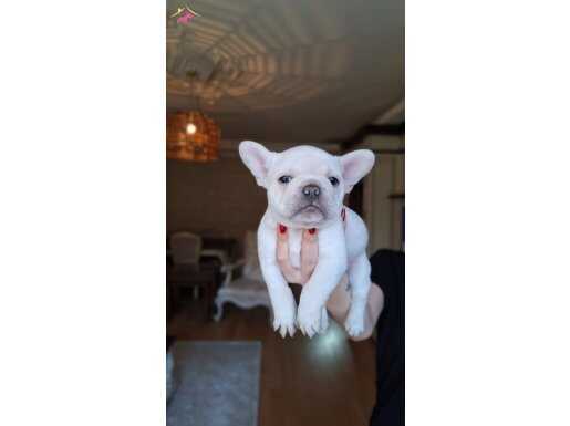 SAFKAN FRENCH BULLDOG YAVRULAR