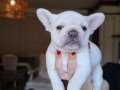 SAFKAN FRENCH BULLDOG YAVRULAR