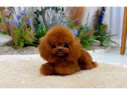 ORJİNAL KORE KAN TEACUP POODLE