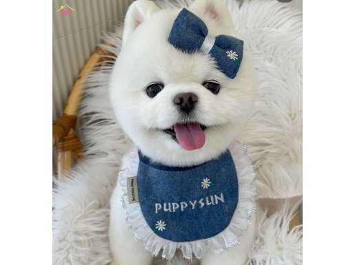 SAFKAN KORE KAN POMERANIAN