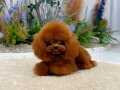 ORJİNAL KORE KAN TEACUP POODLE