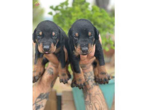 SCR li Doberman yavrularimiz 