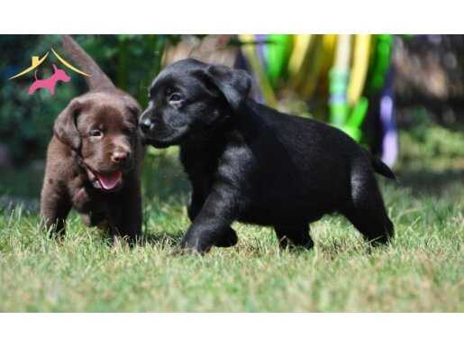 Mükemmel kalitede labrador yavruları 