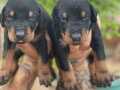 SCR li Doberman yavrularimiz 