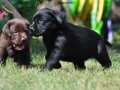 Mükemmel kalitede labrador yavruları 