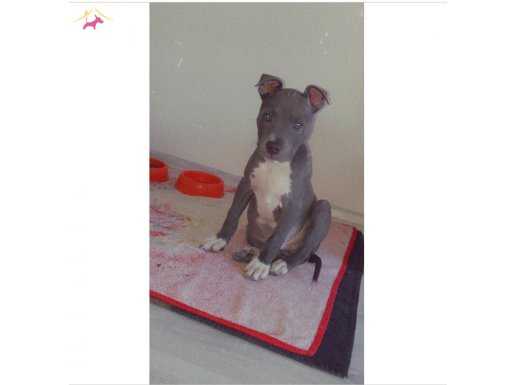 Saf Pitbull Blue Nose 5 Aylık