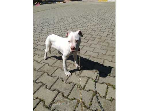 4 aylık albino rednose