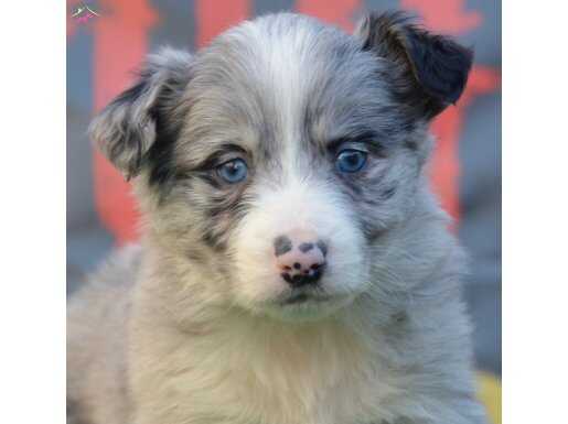 SAFKAN BORDER COLLIE ZEKA KÜPÜ YAVRULAR 