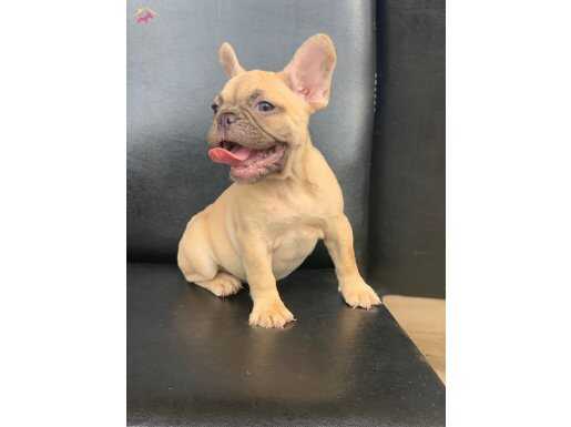 ORJİNAL BLUE FAWN DİŞİ VE ERKEK FRENCH BULLDOG YAVRULAR