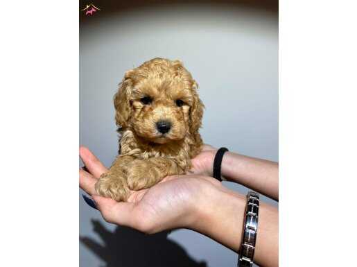 SAFKAN ORJİNAL TOY POODLE YAVRULARIMIZ