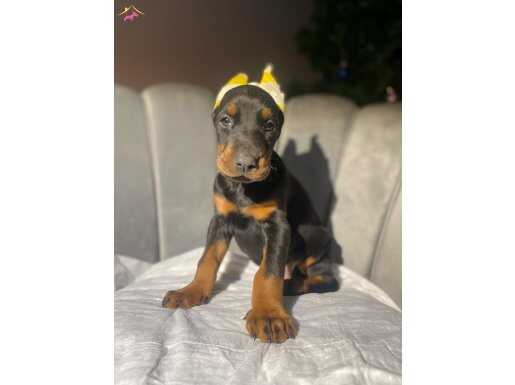 ORJİNAL ESTETİKLİ KİNG DOBERMAN YAVRULARI 