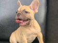 ORJİNAL BLUE FAWN DİŞİ VE ERKEK FRENCH BULLDOG YAVRULAR